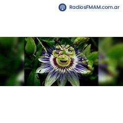 Radio: RADIO PASIONARIA - ONLINE